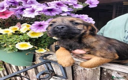 Border Terrier dogs for sale: Border terrier puppies  - Image 1
