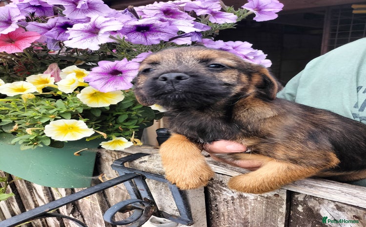 Border Terrier dogs - Advert 4