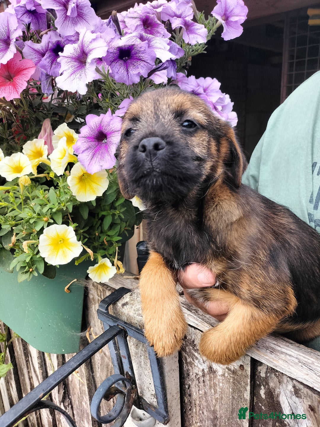 Border Terrier dogs for sale: Border terrier puppies  - Image 1