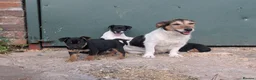Jack Russell dogs for sale: Jack Russell Puppies for sale - Advert 5