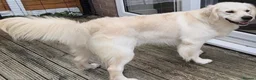 Golden Retriever dogs for adoption: Golden retriever female  - Advert 2