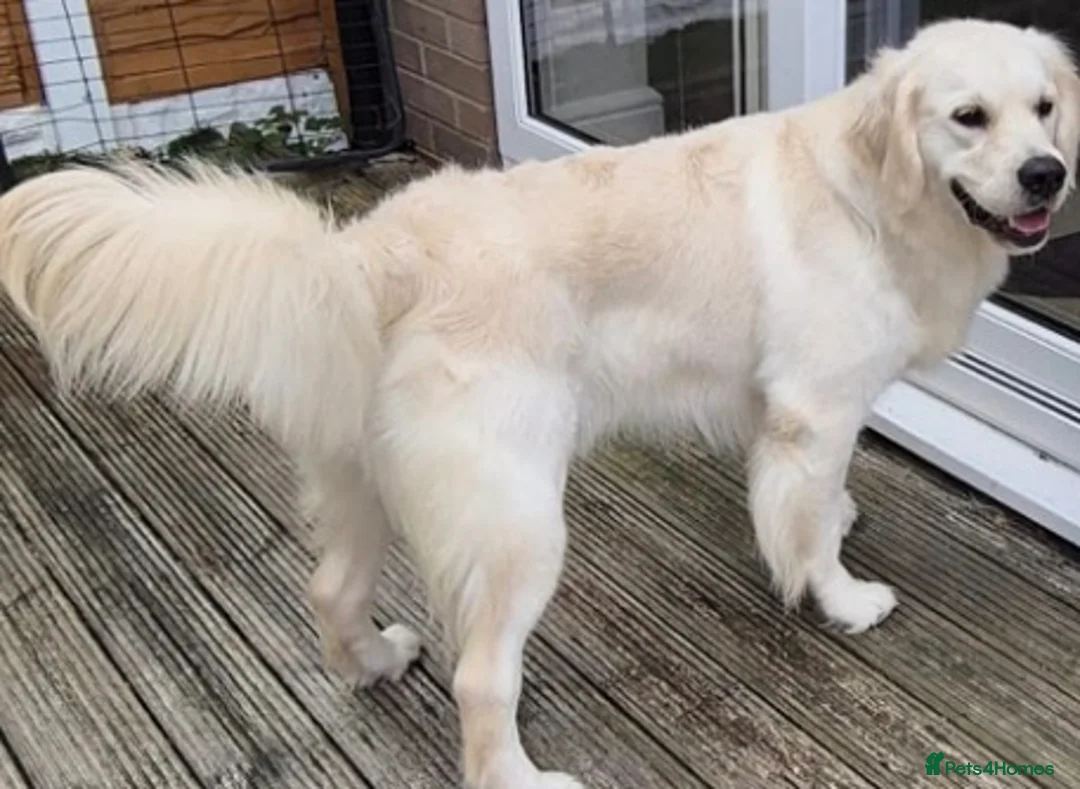 Golden Retriever dogs for adoption: Golden retriever female  - Advert 2
