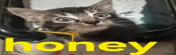 Mixed Breed cats for sale: Beautiful loved , healthy kitten's  in Bournemouth - Advert 9