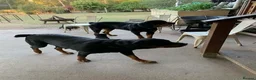 Rottweiler dogs for sale: Family raised prettiest rotties _ for new homes in Whitley Bay - Advert 6