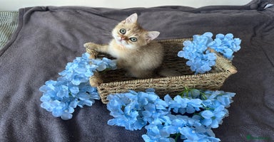 British Shorthair cats - Advert 6