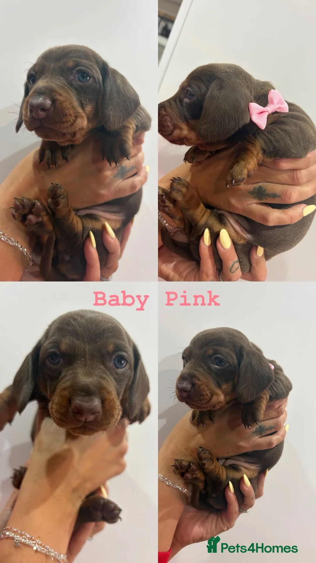 Dachshund dogs for sale: Miniature Dachshund  - Advert 5