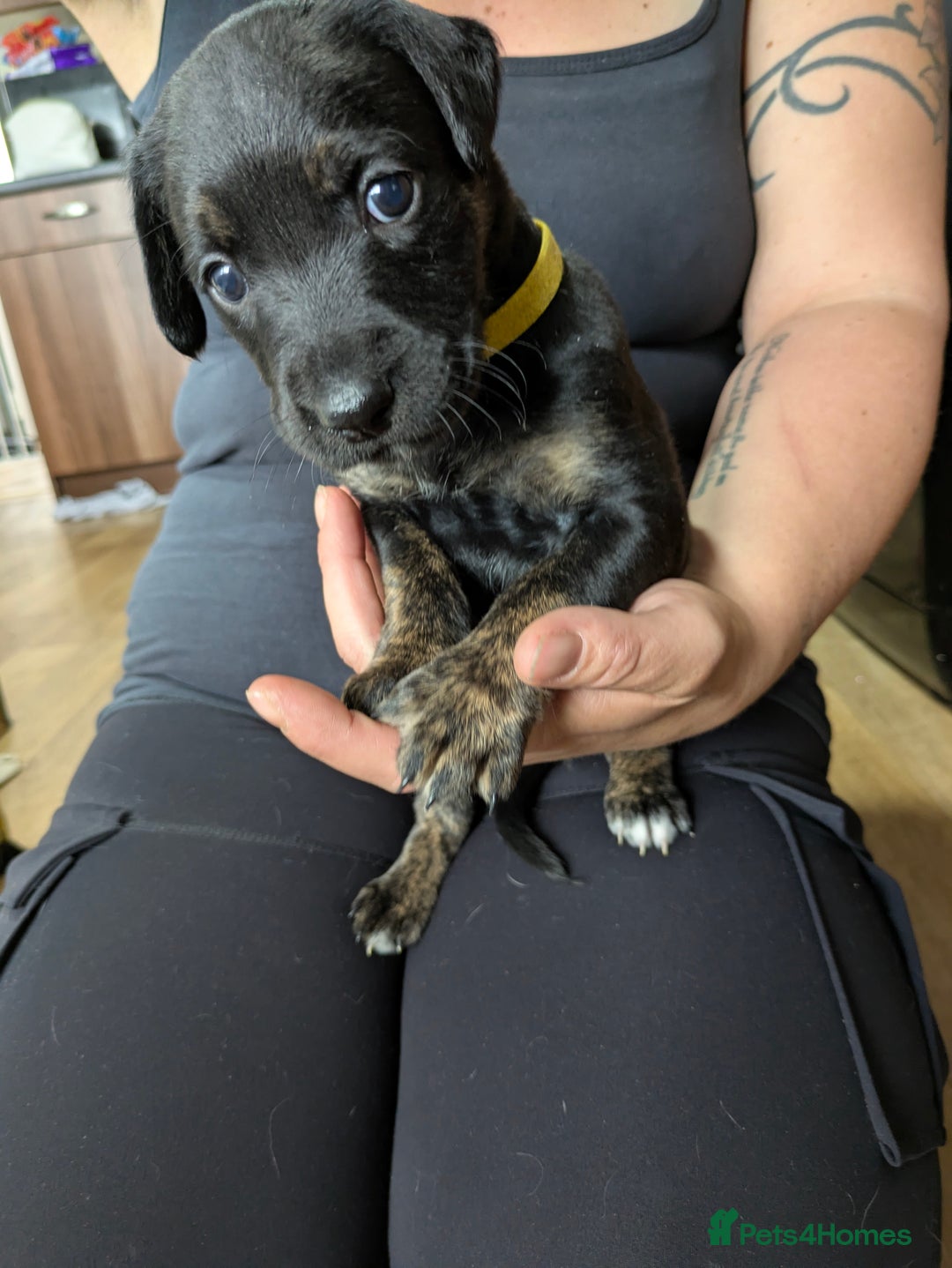 Mixed Breed dogs for sale: Jack, Springer X staffy, lurcher puppies - Image 22