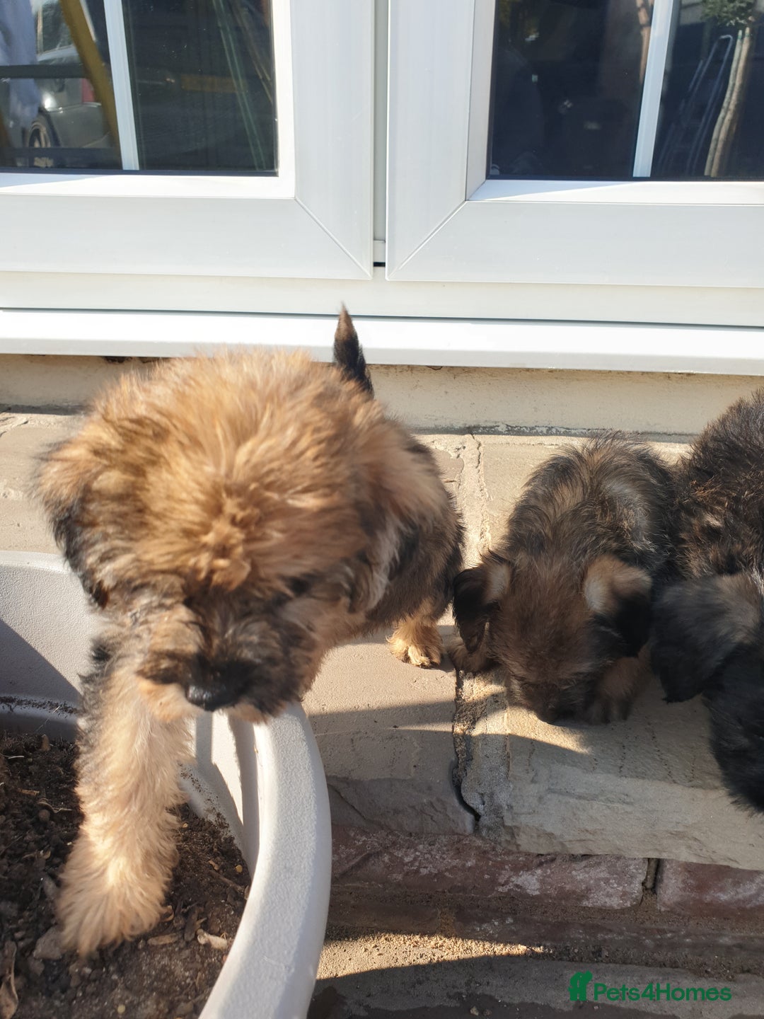 Mixed Breed dogs for sale: Border Terrier x miniature Poodle  - Image 12