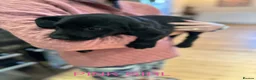 Labrador Retriever dogs for sale: KC Registered Labrador Puppies  ready to go - Advert 10