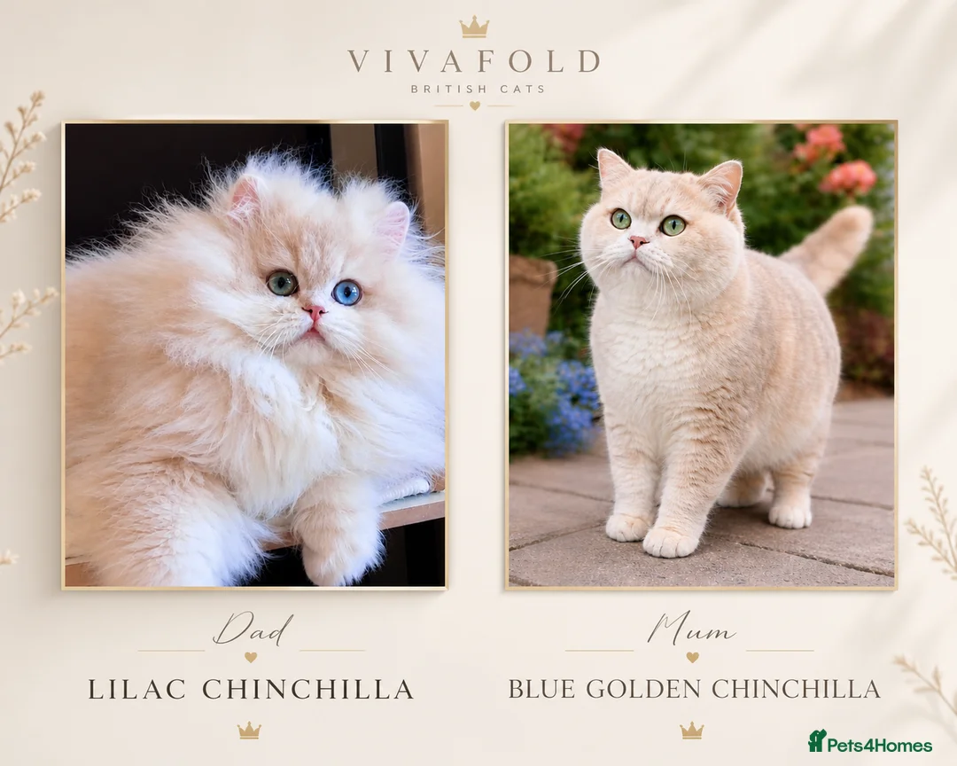 British Shorthair cats for sale: Lilac Chinchilla Longhair Boy  - Advert 2