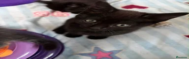 Kitten 2
