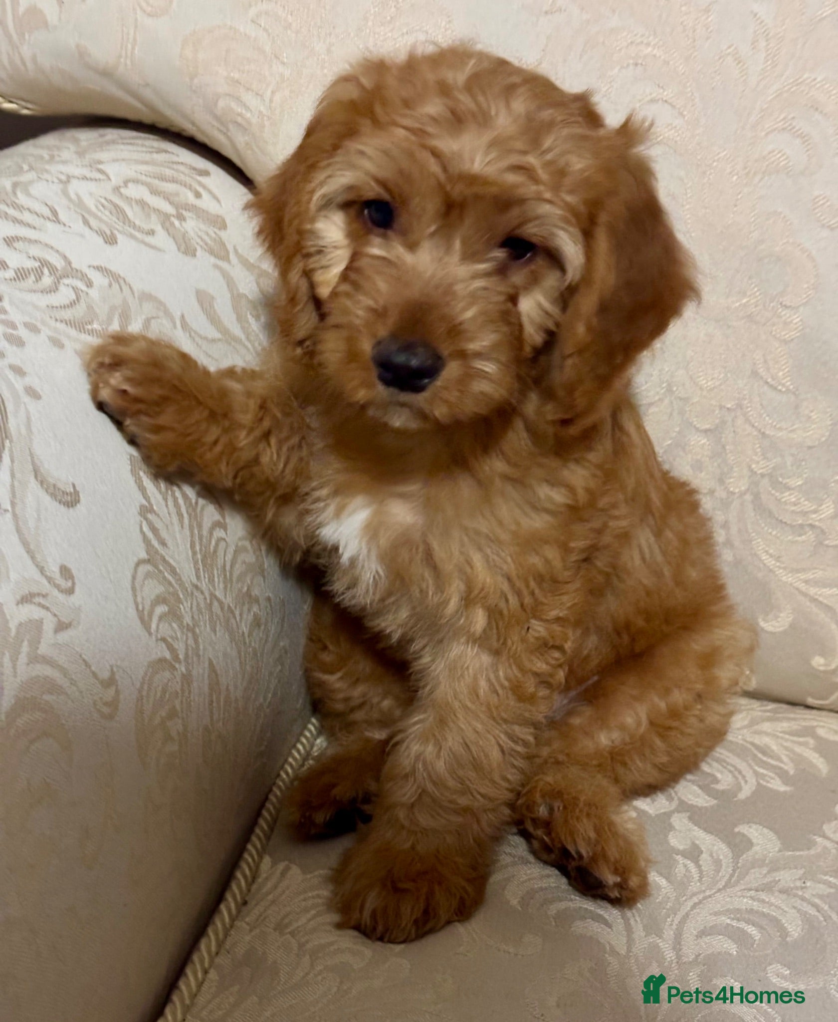Cockapoo dogs ONLY 1  left!  F1  KC  FOX RED COCKAPOOS - Advert 11