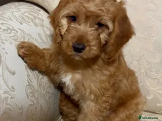 Cockapoo dogs ONLY 1 left! F1 KC FOX RED COCKAPOOS - Advert 1