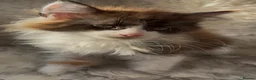 Maine Coon cats for sale: Outstanding GCCF Registered Maine Coon Kittens 🐾  - Advert 22