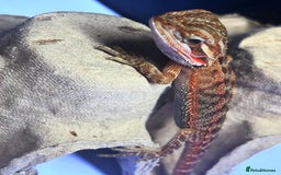 Bearded Dragon reptiles for sale: Baby bearded dragons  - Image 2