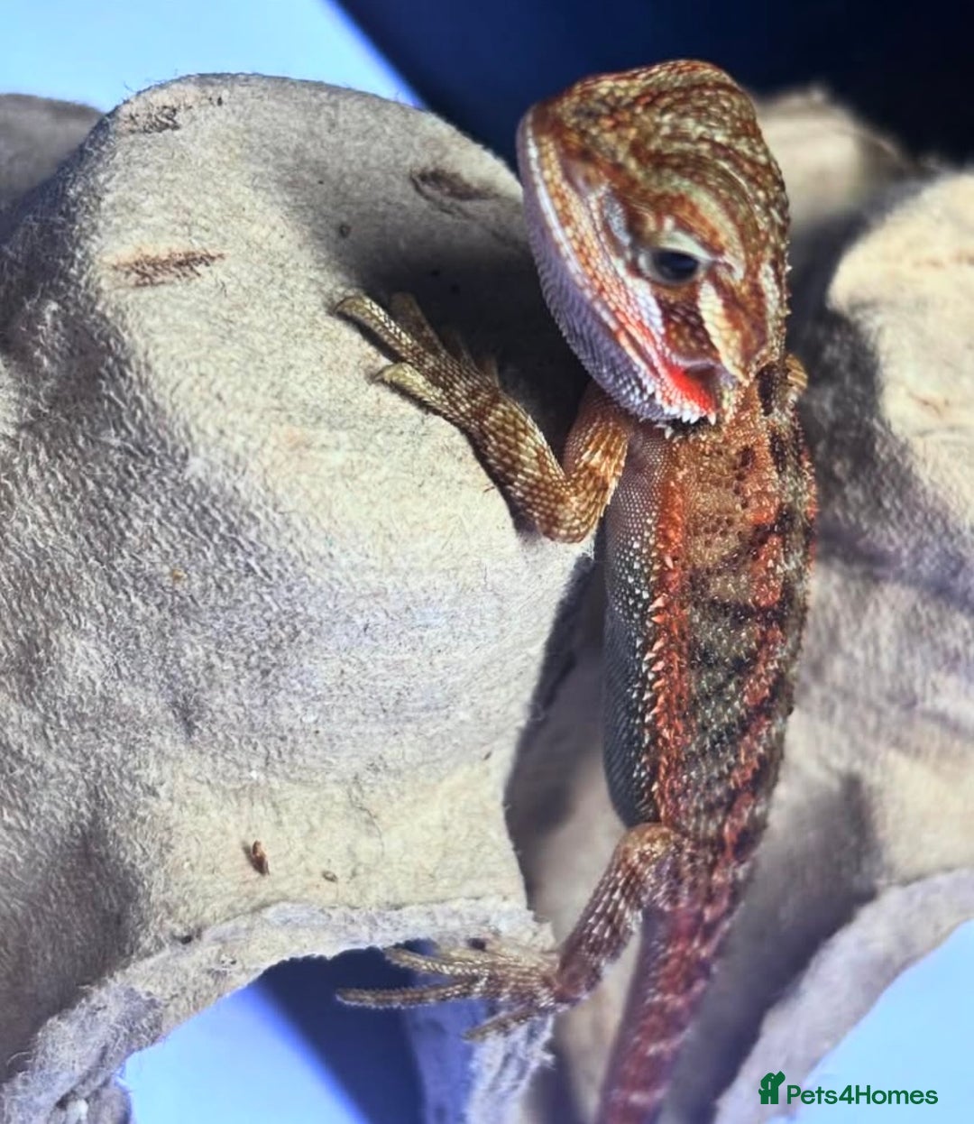 Bearded Dragon reptiles for sale: Baby bearded dragons  - Image 2