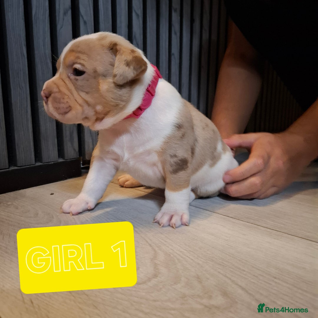 American Bully dogs for sale: AMERICAN BULLY PUPPIES 🐶  - Advert 12