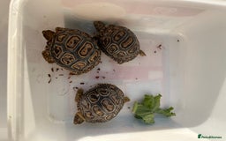 Tortoise reptiles for sale: Leopard tortoise baby’s  - Advert 5