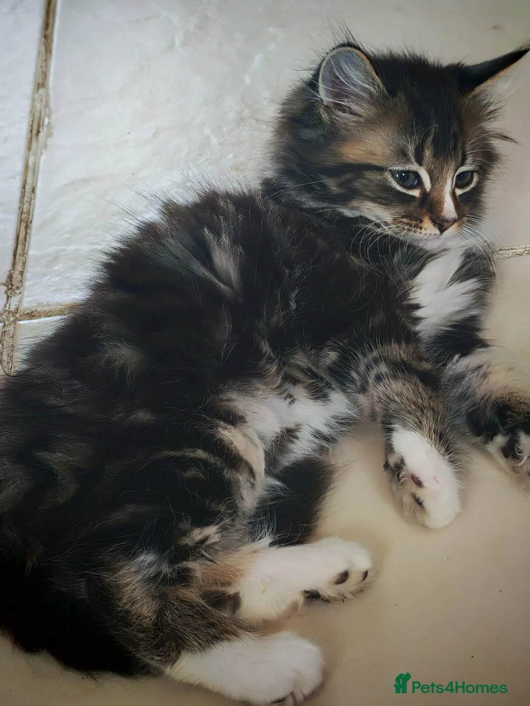 Mixed Breed cats for sale: 5 Female Kittens - Advert 2