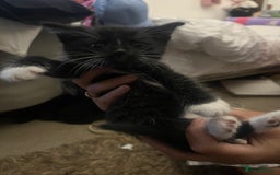 Mixed Breed cats for sale: 9 gorgeous kittens - Image 5