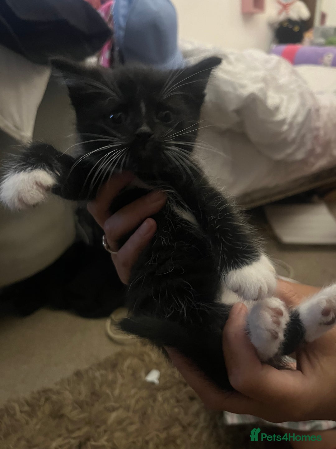 Mixed Breed cats for sale: 9 gorgeous kittens - Image 5