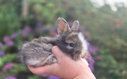 Angora rabbits for sale: 😍Large Angora babies- parents imported from 🇫🇷  - Image 12