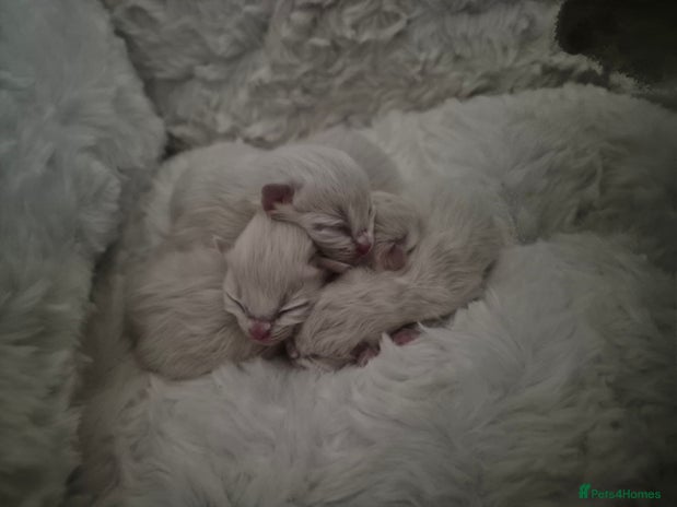 Ragdoll cats - Advert 16