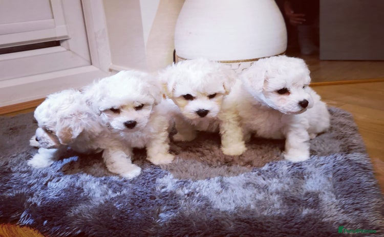 Bichon Frise dogs 2 available 🐶 Pure Bichon Frise Puppies 🐶 - Advert 5
