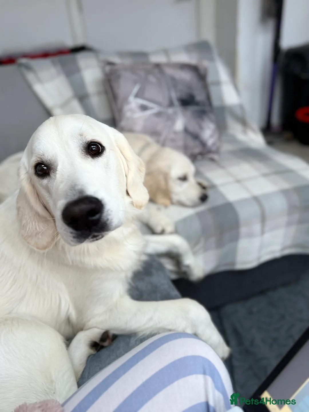 Golden Retriever dogs for sale: 2 Male golden retrievers for rehoming - Advert 8