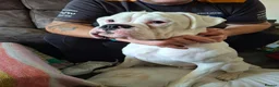 Boxer dogs for sale: Stunning Boxer Puppies in Cannock - Advert 26