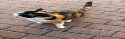 Mixed Breed cats for sale: Calico Female Cat (2 Weeks Pregnant, For Sale) - Advert 2