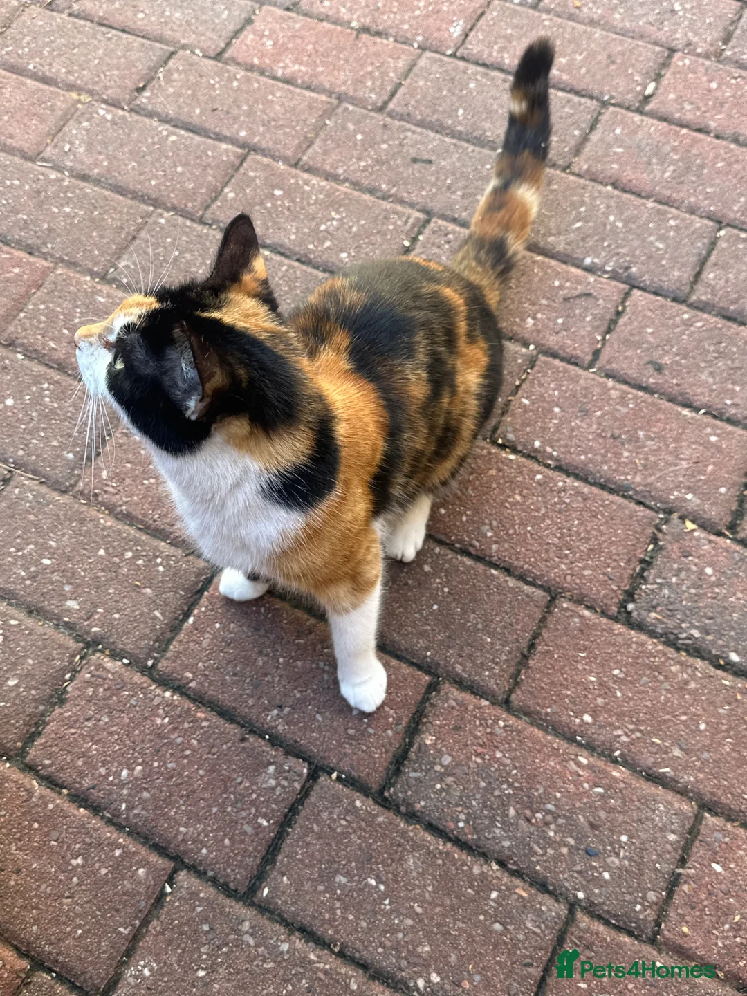 Mixed Breed cats for sale: Calico Female Cat (2 Weeks Pregnant, For Sale) - Advert 2