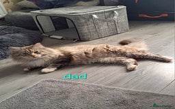 Mixed Breed cats for sale: Maine coon mix Girls💜 - Image 16