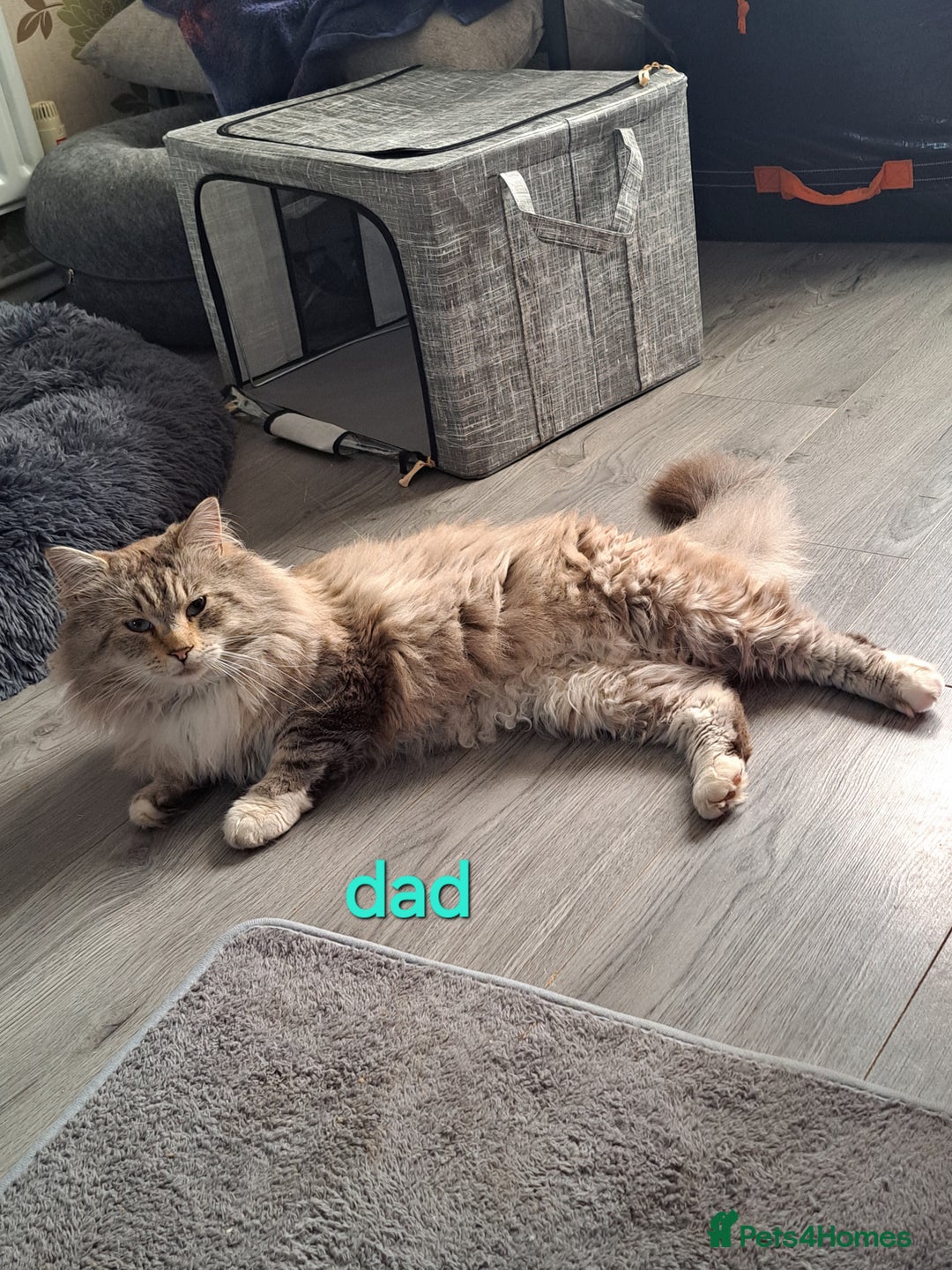 Mixed Breed cats for sale: Maine coon mix Girls💜 - Image 16