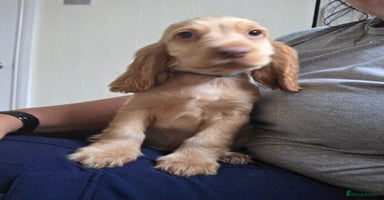 Cocker Spaniel dogs - Advert 11