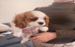 Cavalier King Charles Spaniel dogs for sale: ⭐Cavalier Boy -0% COI & Fully Health Tested⭐ - Image 5