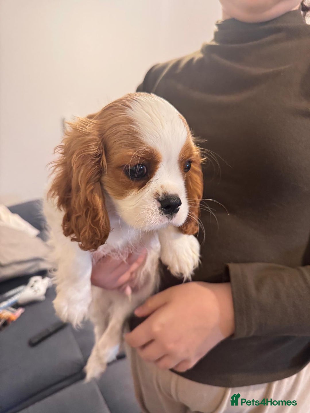 Cavalier King Charles Spaniel dogs for sale: ⭐Cavalier Boy -0% COI & Fully Health Tested⭐ - Image 5