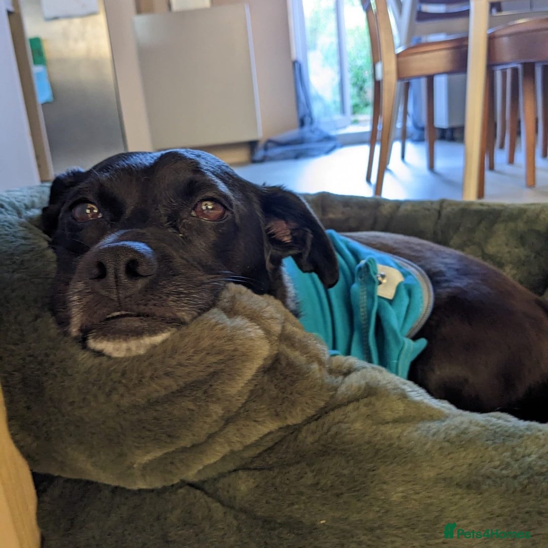 Mixed Breed dogs for adoption: Winston (Tripaw Terrier mix) - Image 17