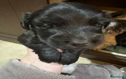 Skye Terrier dogs for sale: Skye terrier puppies lovely chunky rare breed pups - Image 28