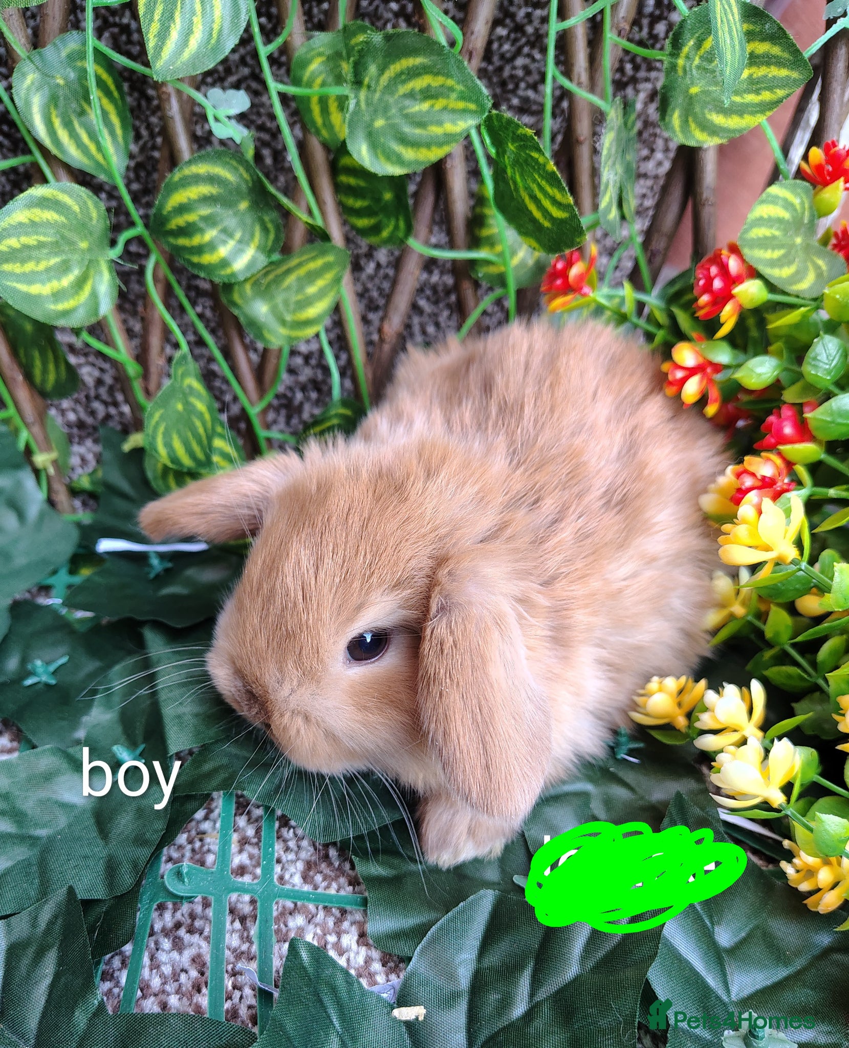 Mini Lop rabbits Mini lop babies - Advert 16