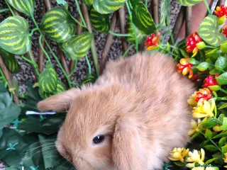 Mini Lop rabbits Mini lop babies - Advert 16