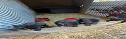 Lurcher dogs for sale: Strong litter of working lurcher pups  in Banbury - Advert 3