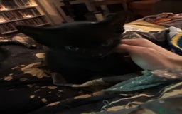 Mixed Breed cats for sale: 4 kittens available - Image 4