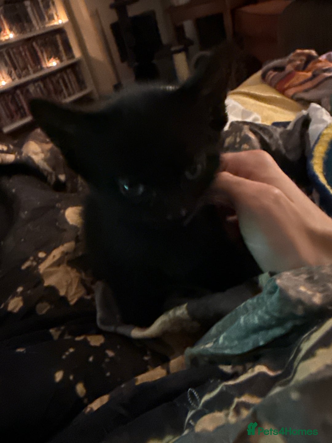 Mixed Breed cats for sale: 4 kittens available - Image 4
