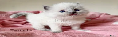Ragdoll Kitten 6