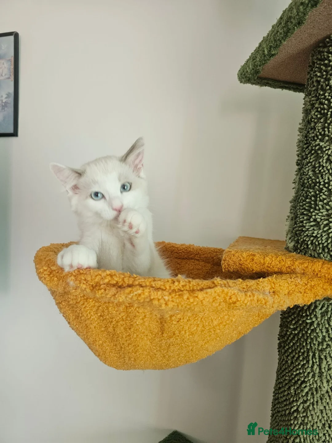 Ragdoll cats for sale: 2 Girls Ragdoll Bicolor.  in Fareham - Advert 2