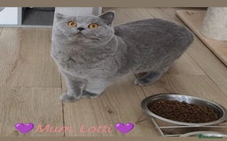 British Shorthair cats for sale: British Shorthair kittens  - Image 8
