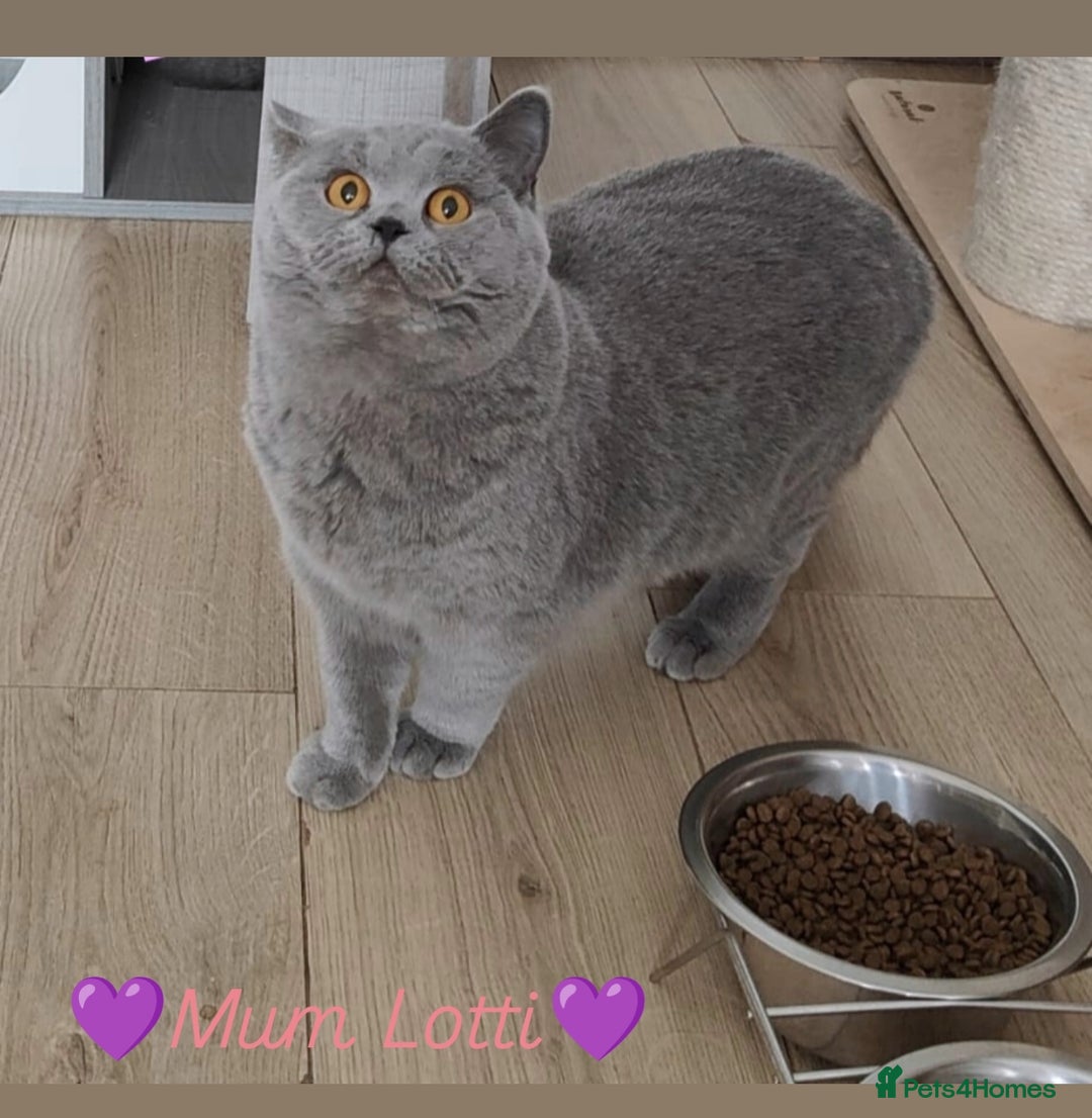 British Shorthair cats for sale: British Shorthair kittens  - Image 8