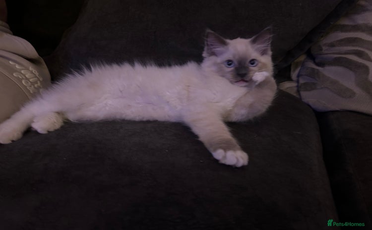 Ragdoll cats - Advert 6