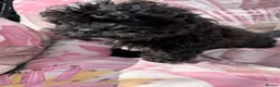 Shihpoo dogs for sale: 3 ShihPoo Boys  - Advert 3